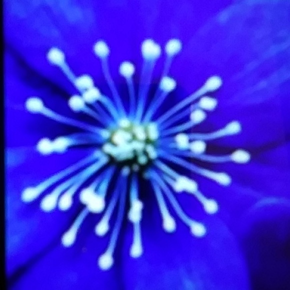 Meet your Posher, Sheryl - Picture 1 of 1